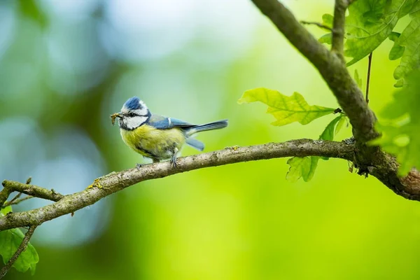 Cyanistes Caeruleus Дикої Природи Дика Природа Чеську Мову Гарну Картинку — стокове фото