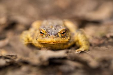Bufo bufo. Vahşi doğa. Güzel resim. Çek Cumhuriyeti doğası. Kurbağa. Kurbağa hayattan. Hayvan. Amfibi. Doğa fotoğrafları.