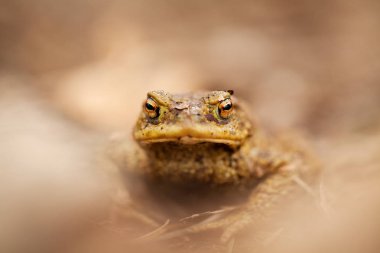 Bufo bufo. Wild nature. Beautiful picture. Nature of the Czech Republic. Frog. From Frog Life. Animal. Amphibian. Nature photos. clipart