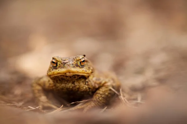 Bufo Bufo Divoká Příroda Krásný Obrázek Příroda České Republiky Žába — Stock fotografie