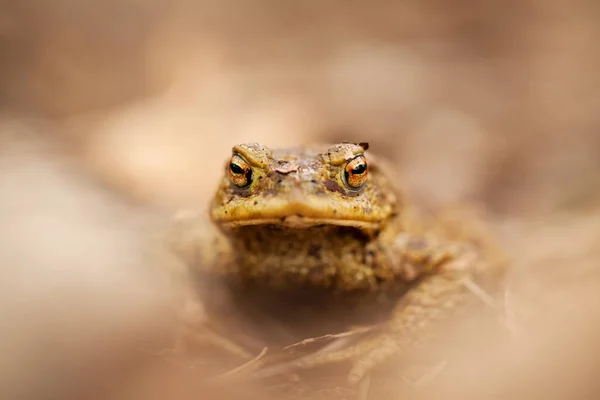 Bufo Bufo Дикої Природи Гарну Картинку Природа Чеської Республіки Жаба — стокове фото