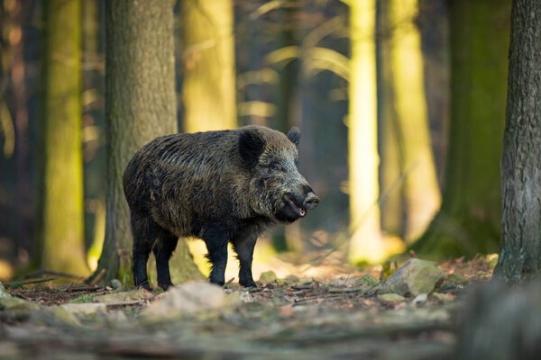 Sus scrofa. The wild nature of the Czech Republic. Free nature. Picture of an animal in nature. Beautiful picture. Animal in the woods. Deep forest. Mysterious Forest. Wild. From animal life.