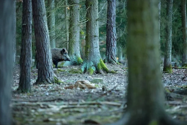 Sus Scrofa Wild Nature Czech Republic Free Nature Picture Animal — Stock Photo, Image