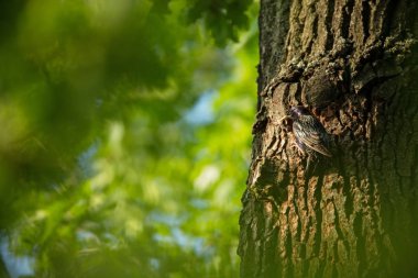 Sturnus vulgaris. Çek Cumhuriyeti vahşi doğası. Ücretsiz doğa. Doğada kuş resmi. Güzel resim. Kuş ormanın içinde. Derin orman. Gizemli orman. Vahşi. Kuş hayattan. Bahar doğa. Yeşil orman. Güneşli gün.