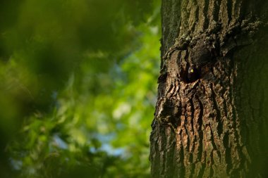 Sturnus vulgaris. Çek Cumhuriyeti vahşi doğası. Ücretsiz doğa. Doğada kuş resmi. Güzel resim. Kuş ormanın içinde. Derin orman. Gizemli orman. Vahşi. Kuş hayattan. Bahar doğa. Yeşil orman. Güneşli gün.