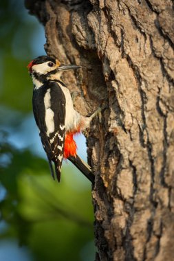 Dendrocopos büyük. Çek Cumhuriyeti vahşi doğası. Ücretsiz doğa. Doğada kuş resmi. Güzel resim. Kuş ormanın içinde. Derin orman. Gizemli orman. Vahşi. Kuş hayattan. Bahar doğa. Yeşil orman. Güneşli gün.