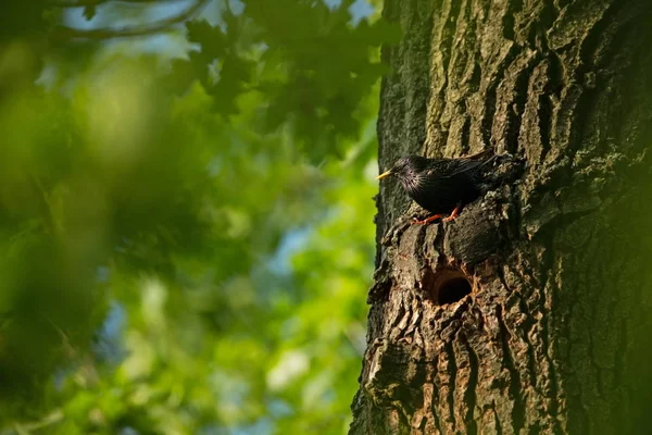 托卵尋常性 チェコ共和国の野生の自然 自由な性質 自然の中の鳥の写真 美しい絵 森の中の鳥 深い森 神秘的な森 鳥の生活 春の自然 — ストック写真