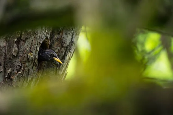 Sturnus vulgaris. The wild nature of the Czech Republic. Free nature. Picture of a bird in nature. Beautiful picture. Bird in the woods. Deep forest. Mysterious Forest. Wild. From bird life. Spring nature. Green Forest. Sunny day.