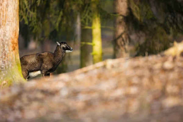 Ovis Musimon Die Wilde Natur Der Tschechischen Republik Freie Natur — Stockfoto