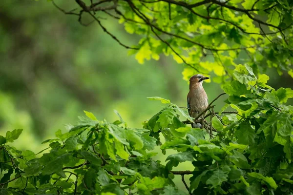 Garrulus にきび チェコ共和国の野生の自然 自由な性質 自然の中の鳥の写真 美しい絵 森の中の鳥 深い森 神秘的な森 鳥の生活 — ストック写真