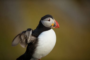 Fratercula arctica. Norveç'in vahşi yaşamı. Güzel bir resim. Kuşların hayatından. Özgür doğa. Norveç'teki Runde adası.Sandinavian yaban hayatı. Avrupa'nın kuzeyinde. Resim.