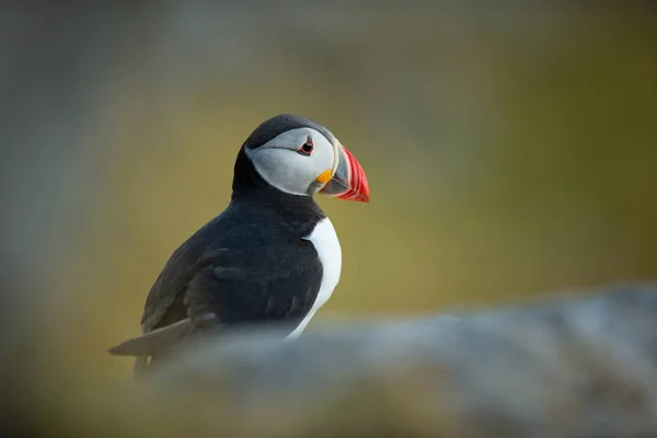 Fratercula Arctica Vida Selvagem Noruega Bela Fotografia Vida Dos Pássaros — Fotografia de Stock