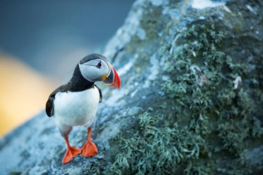 Fratercula arctica. Norveç'in vahşi yaşamı. Güzel bir resim. Kuşların hayatından. Özgür doğa. Norveç'teki Runde adası.Sandinavian yaban hayatı. Avrupa'nın kuzeyinde. Resim.