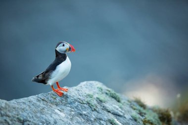 Fratercula arctica. Norveç'in vahşi yaşamı. Güzel bir resim. Kuşların hayatından. Özgür doğa. Norveç'teki Runde adası.Sandinavian yaban hayatı. Avrupa'nın kuzeyinde. Resim.