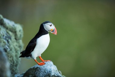Fratercula arctica. Norveç'in vahşi yaşamı. Güzel bir resim. Kuşların hayatından. Özgür doğa. Norveç'teki Runde adası.Sandinavian yaban hayatı. Avrupa'nın kuzeyinde. Resim.