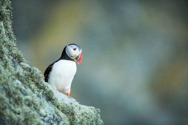 Fratercula arctica. Norveç'in vahşi yaşamı. Güzel bir resim. Kuşların hayatından. Özgür doğa. Norveç'teki Runde adası.Sandinavian yaban hayatı. Avrupa'nın kuzeyinde. Resim.
