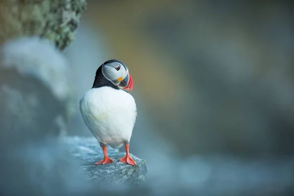 Fratercula Arctica Vida Silvestre Noruega Hermosa Foto Vida Los Pájaros — Foto de Stock