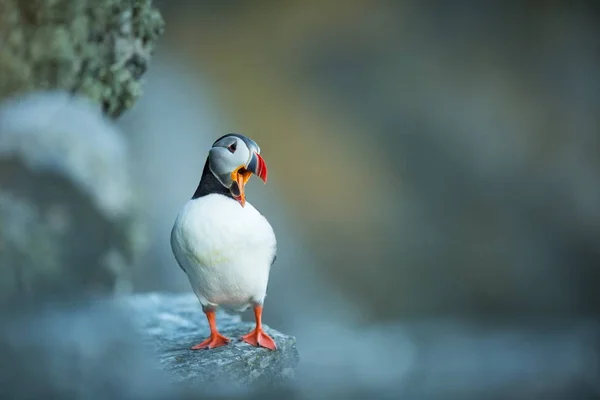 Fratercula Arctica Vida Silvestre Noruega Hermosa Foto Vida Los Pájaros — Foto de Stock