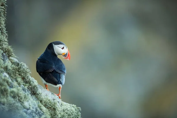 Fratercula Arctica Vida Silvestre Noruega Hermosa Foto Vida Los Pájaros — Foto de Stock