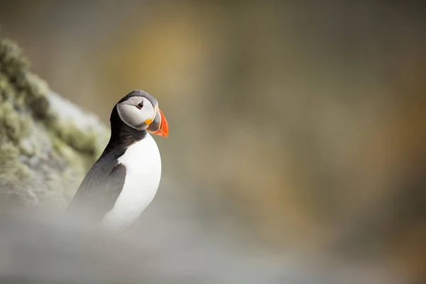 Fratercula Arctica Vida Silvestre Noruega Hermosa Foto Vida Los Pájaros — Foto de Stock