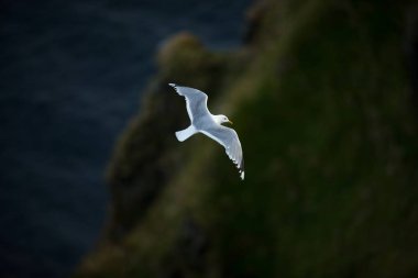 Larus canus. Norveç'in vahşi yaşamı. Güzel bir resim. Kuşların hayatından. Özgür doğa. Norveç'teki Runde Adası. İskandinav vahşi yaşamı. Avrupa'nın kuzeyinde. Resim. Sahil. Vahşi doğanın harika bir çekimi. Sahildetaşlar.
