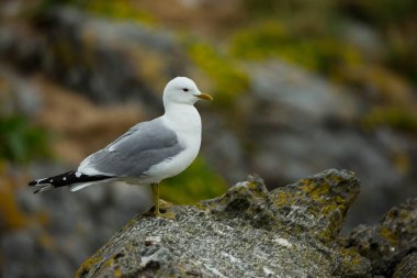 Larus canus. Norveç'in vahşi yaşamı. Güzel bir resim. Kuşların hayatından. Özgür doğa. Norveç'teki Runde Adası. İskandinav vahşi yaşamı. Avrupa'nın kuzeyinde. Resim. Sahil. Vahşi doğanın harika bir çekimi. Sahildetaşlar.