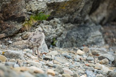 Larus canus. Norveç'in vahşi yaşamı. Güzel bir resim. Kuşların hayatından. Özgür doğa. Norveç'teki Runde Adası. İskandinav vahşi yaşamı. Avrupa'nın kuzeyinde. Resim. Sahil. Vahşi doğanın harika bir çekimi. Sahildetaşlar.