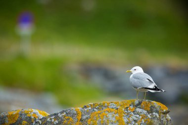 Larus canus. Norveç'in vahşi yaşamı. Güzel bir resim. Kuşların hayatından. Özgür doğa. Norveç'teki Runde Adası. İskandinav vahşi yaşamı. Avrupa'nın kuzeyinde. Resim. Sahil. Vahşi doğanın harika bir çekimi. Sahildetaşlar.