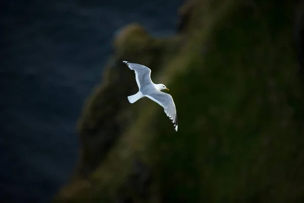 Larus Kanus Norské Divoké Zvěře Krásný Obrázek Života Ptáků Volná — Stock fotografie