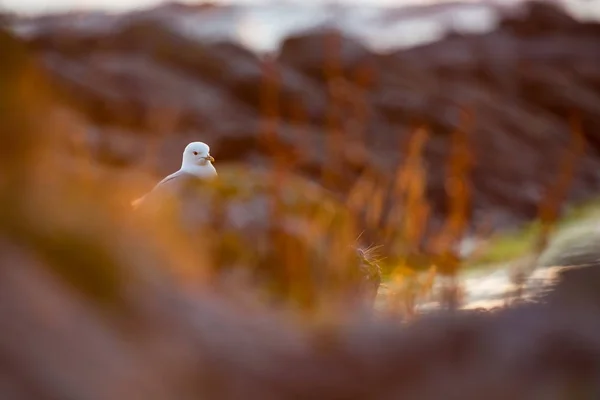 Larus Canus Norveç Vahşi Yaşamı Güzel Bir Resim Kuşların Hayatından — Stok fotoğraf