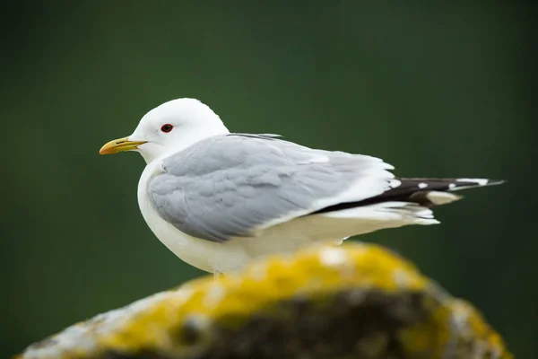 Larus Canus Przyrody Norwegii Piękny Obraz Życia Ptaków Wolny Charakter — Zdjęcie stockowe