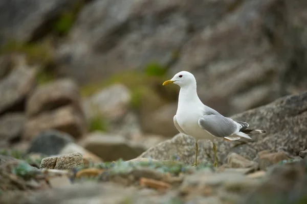 Larus Canus Norveç Vahşi Yaşamı Güzel Bir Resim Kuşların Hayatından — Stok fotoğraf