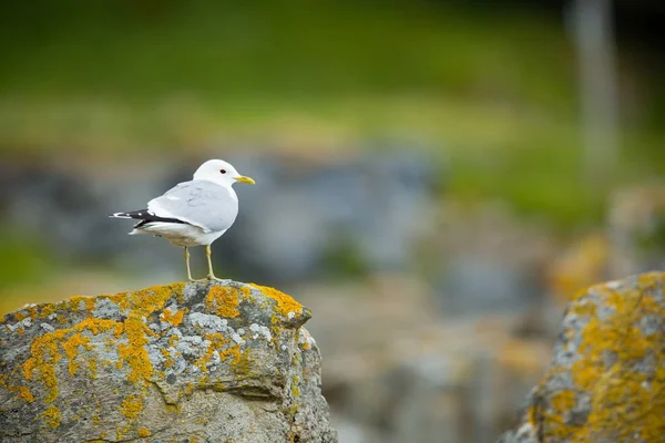 Larus Canus Vida Silvestre Noruega Hermosa Foto Vida Los Pájaros — Foto de Stock