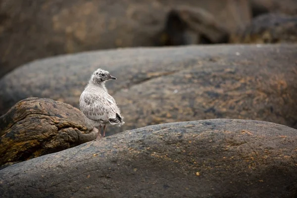 Larus Canus Norvégia Vadon Élő Állatok Gyönyörű Kép Élet Madarak — Stock Fotó