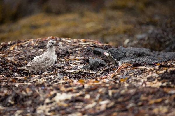 Larus Canus Przyrody Norwegii Piękny Obraz Życia Ptaków Wolny Charakter — Zdjęcie stockowe