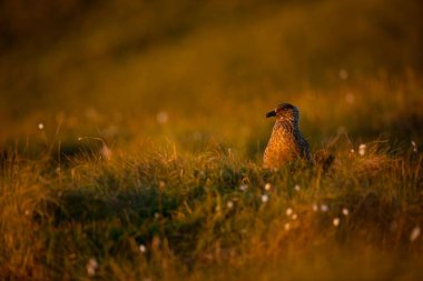 Stercorarius skua. Runde Adası. Norveç'in vahşi yaşamı. Güzel bir resim. Kuşların hayatından. Özgür doğa. Norveç'teki Runde Adası. İskandinav vahşi yaşamı. Avrupa'nın kuzeyinde. Resim. Sahil. Vahşi doğanın harika bir çekim.