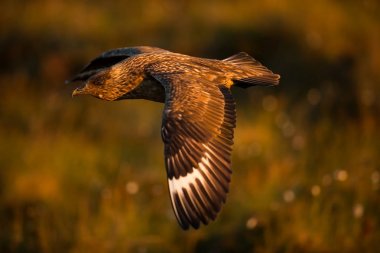 Stercorarius skua. Runde Adası. Norveç'in vahşi yaşamı. Güzel bir resim. Kuşların hayatından. Özgür doğa. Norveç'teki Runde Adası. İskandinav vahşi yaşamı. Avrupa'nın kuzeyinde. Resim. Sahil. Vahşi doğanın harika bir çekim.