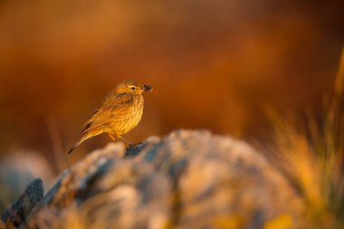 Anthus petrosus. Runde Adası. Norveç'in vahşi yaşamı. Güzel bir resim. Kuşların hayatından. Özgür doğa. Norveç'teki Runde Adası. İskandinav vahşi yaşamı. Avrupa'nın kuzeyinde. Resim. Sahil. Vahşi doğanın harika bir çekim.