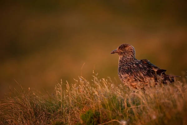 Stercorarius Skua Ранд Айленд Дикая Природа Норвегии Красивая Фотография Жизни — стоковое фото