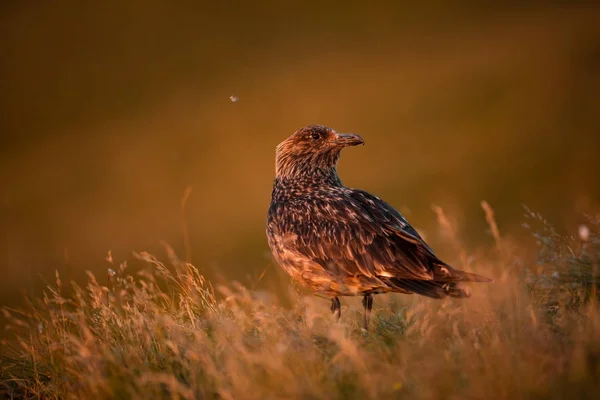 Stercorarius Skua Ранд Айленд Дикая Природа Норвегии Красивая Фотография Жизни — стоковое фото