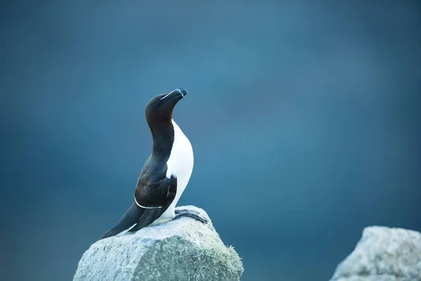 Alca Torda Runde Norges Vilda Djur Vacker Bild Från Fåglarnas — Stockfoto