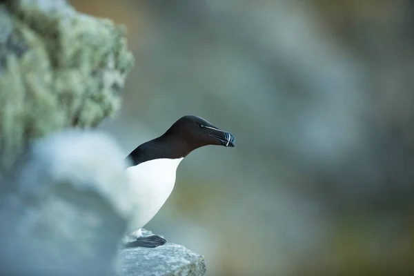 阿尔卡 托达润德岛 挪威的野生动物美丽的图片 从鸟类的生活 自由自然 挪威的润德岛 斯堪的纳维亚野生动物 欧洲北部 野生大自然的精彩镜头 — 图库照片