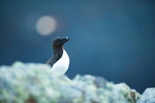 Alca Torda Runde Island Natuur Van Noorwegen Mooie Foto Uit — Stockfoto