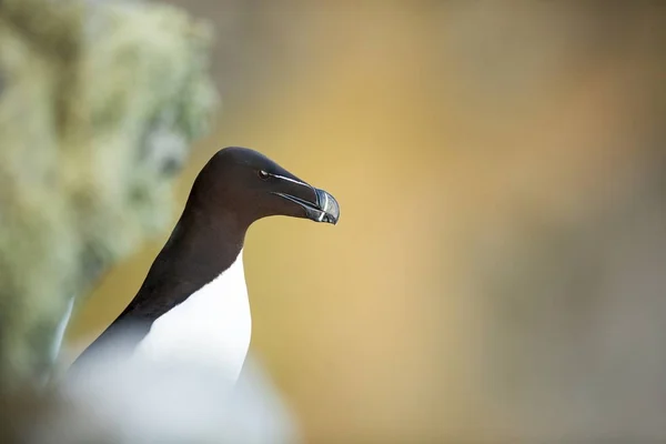 Alca Torda Runde Island Natuur Van Noorwegen Mooie Foto Uit — Stockfoto