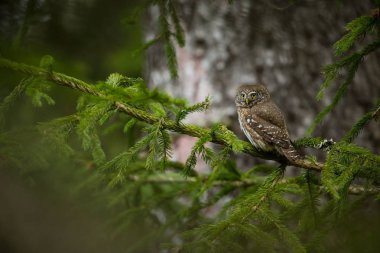 Glaucidium passerinum. Avrupa 'daki en küçük baykuş. Esas olarak Kuzey Avrupa 'da gerçekleşir. Ama aynı zamanda orta ve Güney Avrupa 'da. Bazı dağ bölgelerinde. Çek Cumhuriyeti 'nde fotoğraflandı. Vahşi doğa. Güzel resim. Bahar doğası. umava. 
