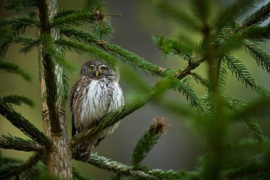 Glaucidium passerinum. Avrupa 'daki en küçük baykuş. Esas olarak Kuzey Avrupa 'da gerçekleşir. Ama aynı zamanda orta ve Güney Avrupa 'da. Bazı dağ bölgelerinde. Çek Cumhuriyeti 'nde fotoğraflandı. Vahşi doğa. Güzel resim. Bahar doğası. umava. 
