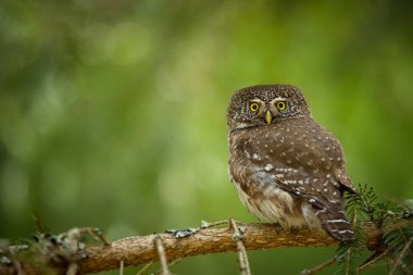 Glaucidium passerinum. Avrupa 'daki en küçük baykuş. Esas olarak Kuzey Avrupa 'da gerçekleşir. Ama aynı zamanda orta ve Güney Avrupa 'da. Bazı dağ bölgelerinde. Çek Cumhuriyeti 'nde fotoğraflandı. Vahşi doğa. Güzel resim. Bahar doğası. umava. 
