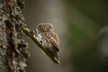 Glaucidium passerinum. Avrupa 'daki en küçük baykuş. Esas olarak Kuzey Avrupa 'da gerçekleşir. Ama aynı zamanda orta ve Güney Avrupa 'da. Bazı dağ bölgelerinde. Çek Cumhuriyeti 'nde fotoğraflandı. Vahşi doğa. Güzel resim. Bahar doğası. umava. 