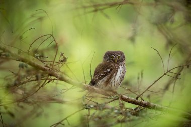 Glaucidium passerinum. Avrupa 'daki en küçük baykuş. Esas olarak Kuzey Avrupa 'da gerçekleşir. Ama aynı zamanda orta ve Güney Avrupa 'da. Bazı dağ bölgelerinde. Çek Cumhuriyeti 'nde fotoğraflandı. Vahşi doğa. Güzel resim. Bahar doğası. umava. 