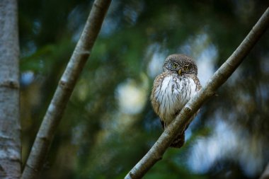 Glaucidium passerinum. Avrupa 'daki en küçük baykuş. Esas olarak Kuzey Avrupa 'da gerçekleşir. Ama aynı zamanda orta ve Güney Avrupa 'da. Bazı dağ bölgelerinde. Çek Cumhuriyeti 'nde fotoğraflandı. Vahşi doğa. Güzel resim. Bahar doğası. umava. 